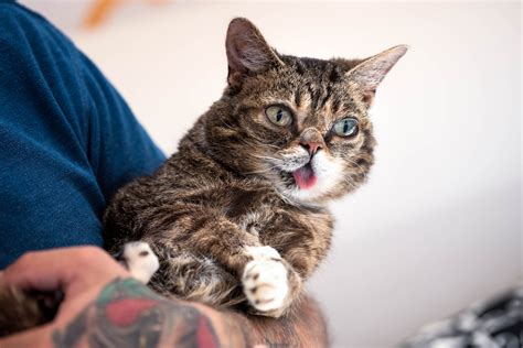 Lil Bub and the Death of Cuteness | WIRED