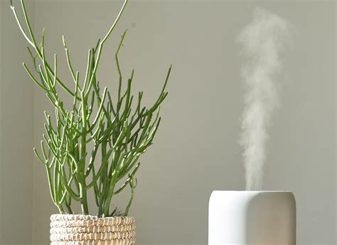 10 Best Essential Oils for Humidifier Use