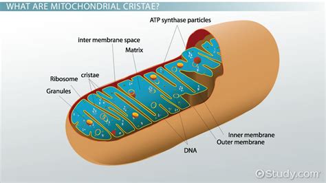 Mitochondrial Cristae: Definition & Function - Video & Lesson ...