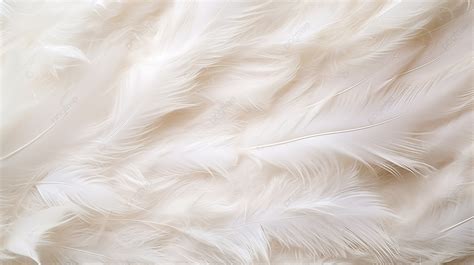 Background Of White Feather Texture, Feather Texture, Feather ...