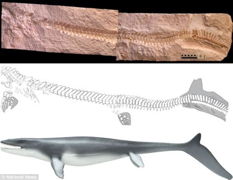 The T-Rex of the OCEAN? Fossil reveals 85-million-year-old Prognathodon ...