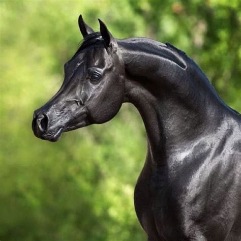 Beautiful 🐴 Black Arabian Horse, Egyptian Arabian Horses, Beautiful ...