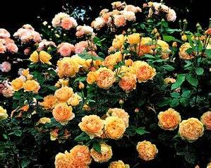 Golden Celebration® Rosa English Rose Golden Celebration® from Regan ...