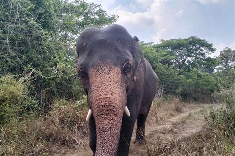 Cambodia Wildlife Sanctuary - Weekly Volunteer