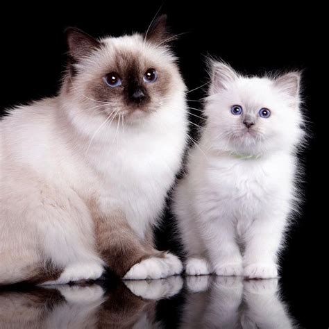 Furkidz Birman Breeders of Beautiful Blue Eyed Cats and Kittens | Cat ...