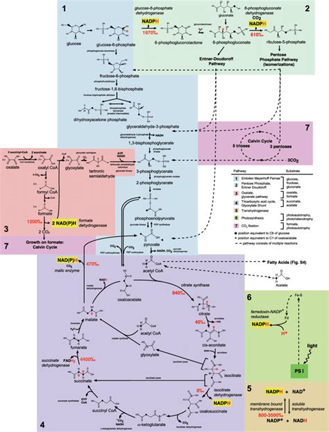 Fig S Schematic Summary Of Major Central Metabolic Pathways ...