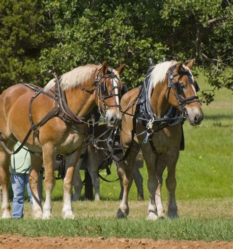 Getting Ready For A Days Work. Belgian Draft Horse Team. Plowing ...