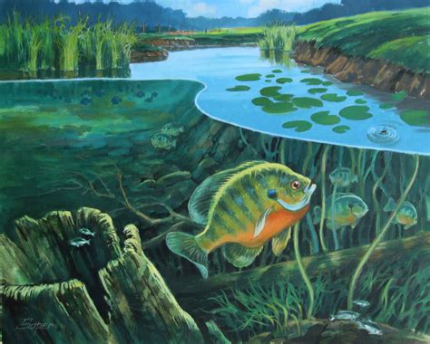 Bluegill Wallpaper - WallpaperSafari