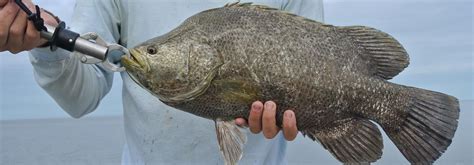 Tripletail Fishing Miami- Topwater Grouper