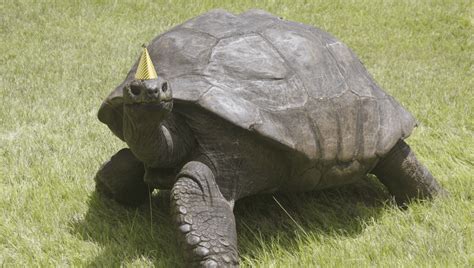 Jonathan, The World's Oldest Land Animal, Celebrates His Official 190th ...