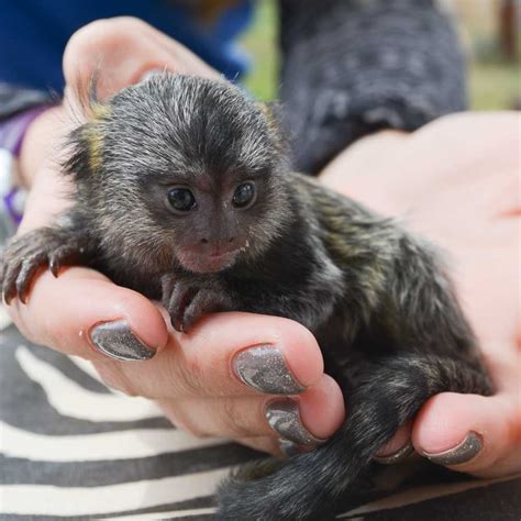 MARMOSET