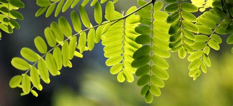 Acacia tree: planting, care and pruning of this towering shade-giver