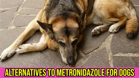 Best Alternatives To Metronidazole For Dogs: Safe Choices