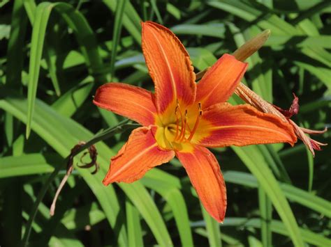 Orange Day-Lily – Hemerocallis Fulva: Edible & Medicinal Uses of the ...