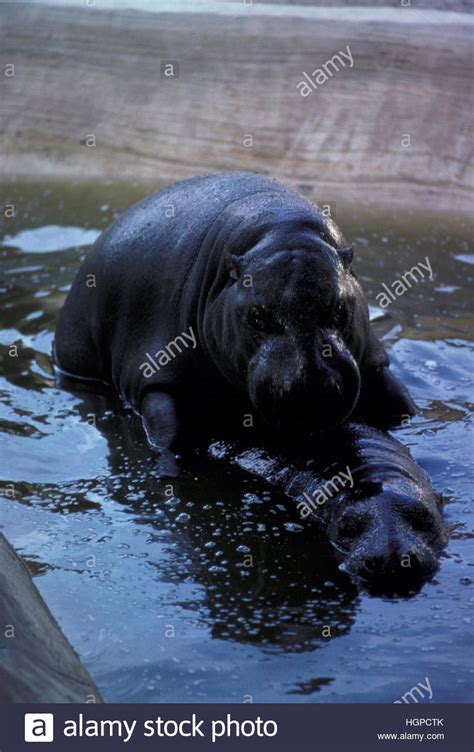 Hippo mating hi-res stock photography and images - Alamy