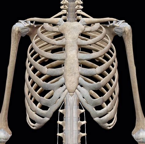 3D Skeletal System: Bones of the Thoracic Cage