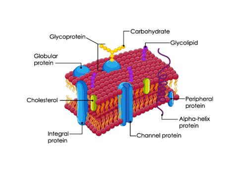 Write a Short Note on Plasma Membrane (Cell Membrane) - CBSE Class ...