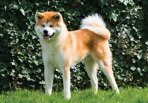 What Size Dog Is A Akita