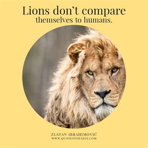 Lions don't compare themselves with humans - Zlatan Ibrahimovic