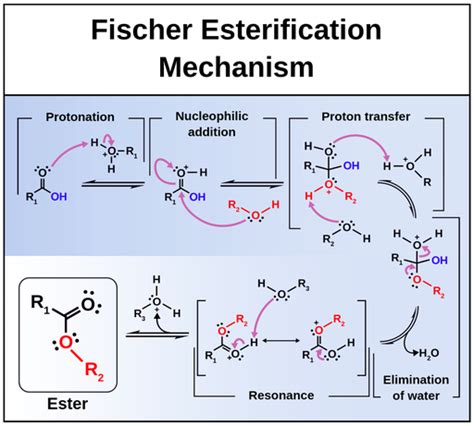 🐈 Fischer esterification mechanism. Fischer esterification Mechanism ...