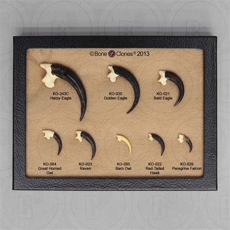 Set of 8 Bird Talons in Riker Box - Bone Clones, Inc. - Osteological ...