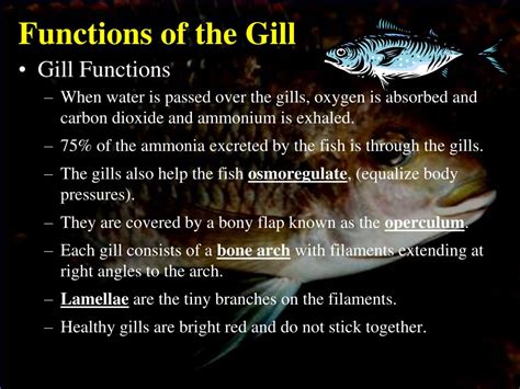 PPT - Fish Internal and External Anatomy PowerPoint Presentation, free ...