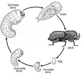 Silverfish Life Cycle