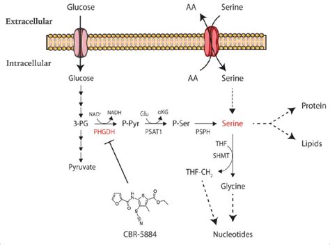 The serine synthesis pathway and downstream anabolic reactions of ...