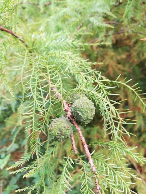 Premium Photo | Close-up of caterpillar on leaf