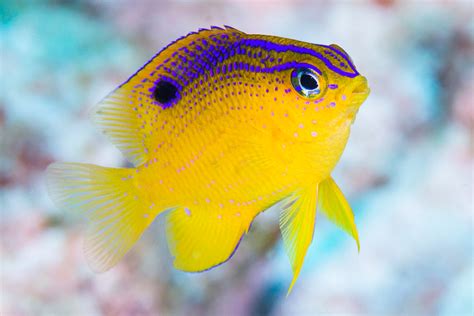 2.11: Longfin Damselfish - Biology LibreTexts