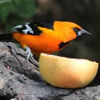 Altamira Oriole (Icterus gularis) | BirdNote