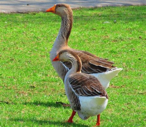 10 Popular Domestic Geese Breeds And Their Predators – The Poultry Guide