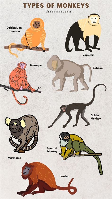 Types of Monkeys Howler Monkey, Squirrel Monkey, Sock Monkey, Primates ...