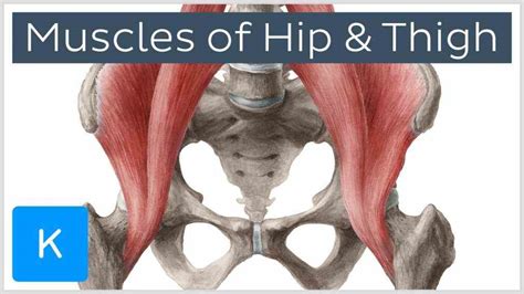 Anatomy Of The Hip Joint Muscles | MedicineBTG.com