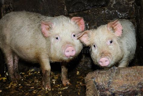 Two pigs stock photo. Image of husbandry, livestock, cute - 50206590