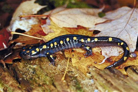 Salamanders' Natural Habitat | Sciencing