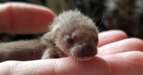 These Tiny Babies Will Weasel Their Way Right Into Your Heart - I Can ...