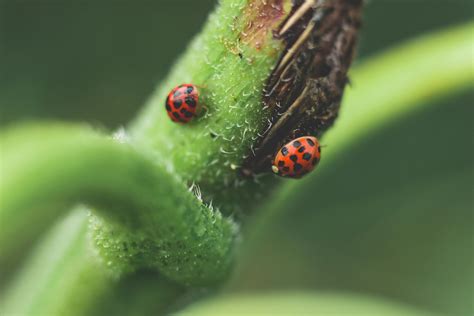 Micro Photography of Two Red-and-black Ladybugs · Free Stock Photo