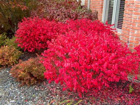 red flowers are growing in front of a brick building and bushes with ...