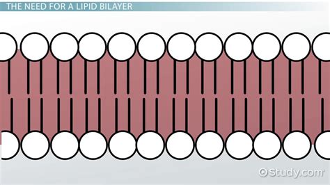 Lipid Bilayer: Definition, Structure & Function - Video & Lesson ...