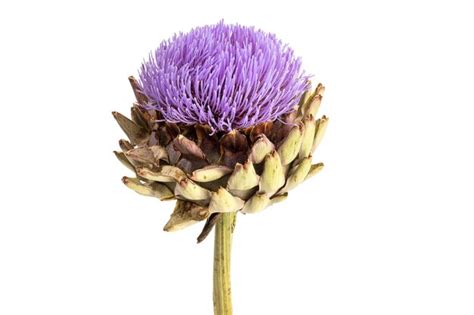 Premium Photo | Artichoke flower isolated on white background cynara ...