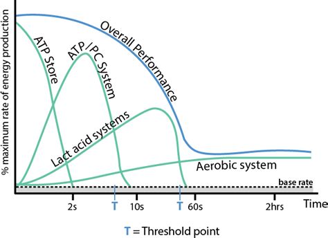 Contribution Of Energy Systems During Exercise - Exercise Poster