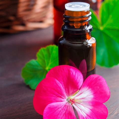 Geranium Essential Oil Recipes, Uses and Benefits Spotlight – Loving ...