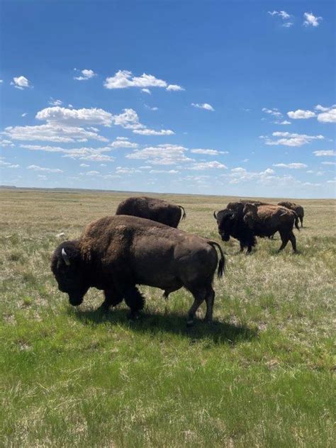 Grasslands National Park: Big Sky Hiking, Camping and Wildlife ...