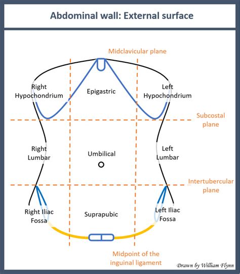 [Figure, Surface anatomy of the abdominal wall Contributed by William ...