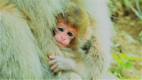 『A very cute baby Japanese macaque with a distinctive haircut.』 Snow ...