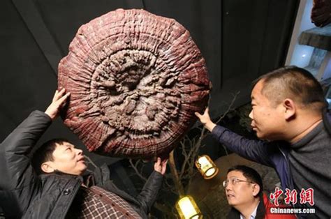 Vietnam’s giant linh chi mushrooms on display in Chinese museum