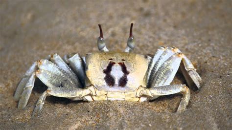 Horned Ghost Crab or Horn-eyed Ghost Crab (Ocypode ceratophthalma ...