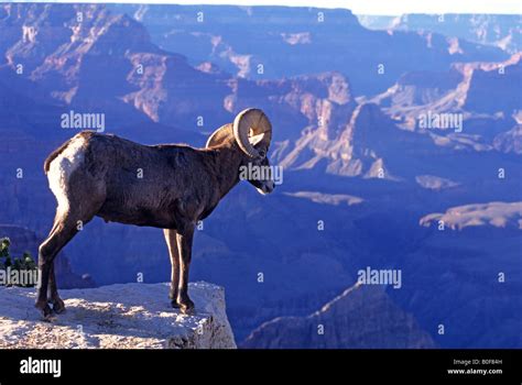 Bighorn sheep Grand Canyon Arizona Stock Photo - Alamy