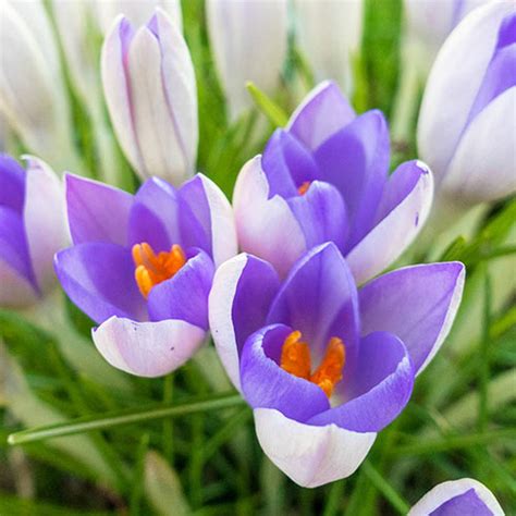 Species Crocus Yalta - Wholesale Bulbs | K. van Bourgondien